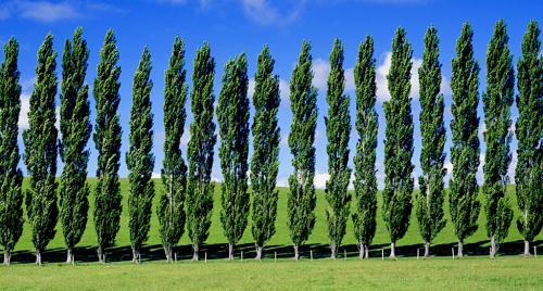 14 растений для влажной почвы. Растения для влажных мест сада 11