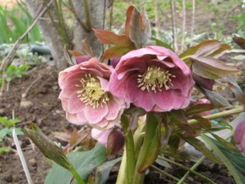 14 растений для влажной почвы. Растения для влажных мест сада