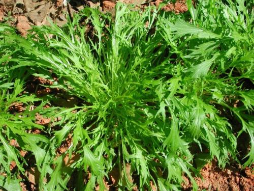 Самые неприхотливые овощи и травы для.. Что посадить в огороде дачнику, у которого не хватает времени на постоянный уход