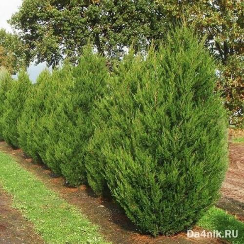 Неприхотливые деревья для улицы. Хвойные деревья