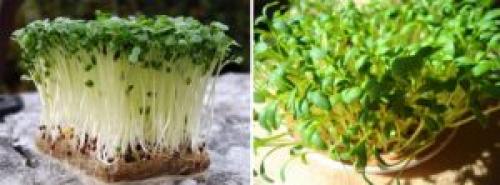 Быстрорастущая зелень. 9 видов полезной зелени на подоконнике, выращиваем к Новому году!