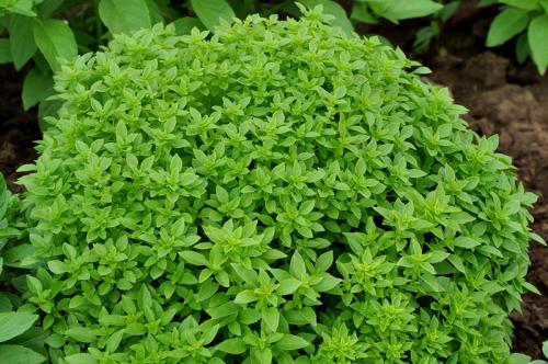 Травы приправы в огороде. От базилика до эстрагона. Чем полезны пряные травы и как их выращивать