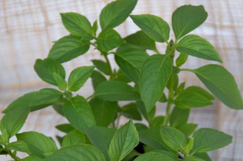 Травы приправы в огороде. От базилика до эстрагона. Чем полезны пряные травы и как их выращивать