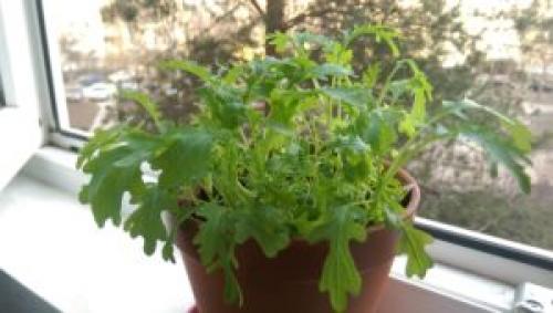 Быстрорастущая зелень. 9 видов полезной зелени на подоконнике, выращиваем к Новому году!