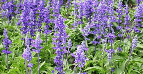 Редкие пряные травы. Многолетние пряные травы