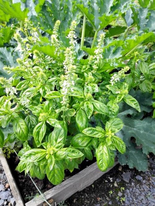 Что интересного посадить в огороде. Навигация по записям