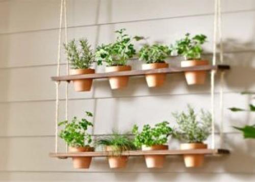 Быстрорастущая зелень. 9 видов полезной зелени на подоконнике, выращиваем к Новому году!