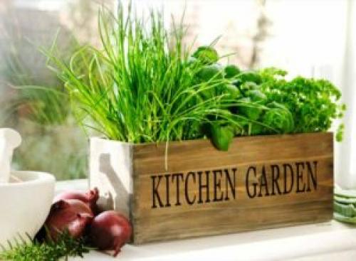 Быстрорастущая зелень. 9 видов полезной зелени на подоконнике, выращиваем к Новому году!