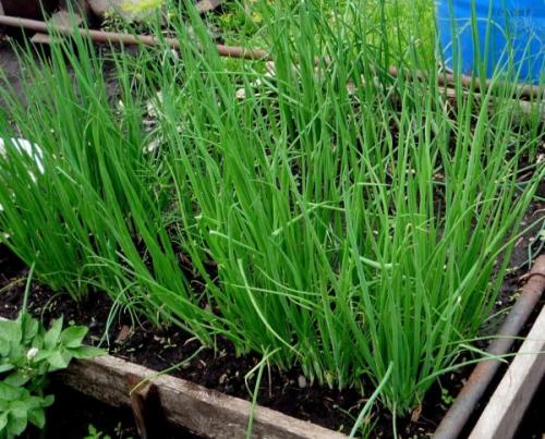 14 съедобных многолетних культур, которые можно вырастить в своем огороде