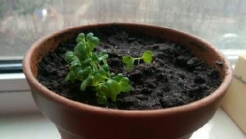 Быстрорастущая зелень. 9 видов полезной зелени на подоконнике, выращиваем к Новому году!