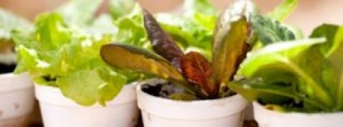 Быстрорастущая зелень. 9 видов полезной зелени на подоконнике, выращиваем к Новому году!