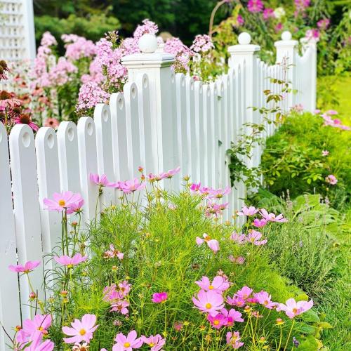 Неприхотливые растения для дачи. 40 Самых неприхотливых растений для сада 01