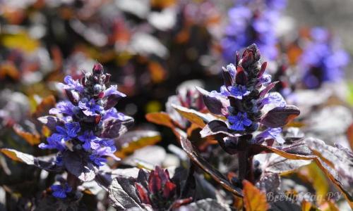 Низкорослые долгоцветущие многолетники. Долгоцветущие низкорослые многолетники