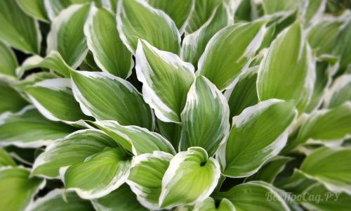 Низкорослые долгоцветущие многолетники. Долгоцветущие низкорослые многолетники