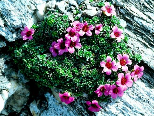 Неприхотливые растения для дачи. 40 Самых неприхотливых растений для сада 29