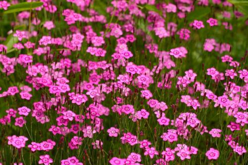 Неприхотливые растения для дачи. 40 Самых неприхотливых растений для сада 27