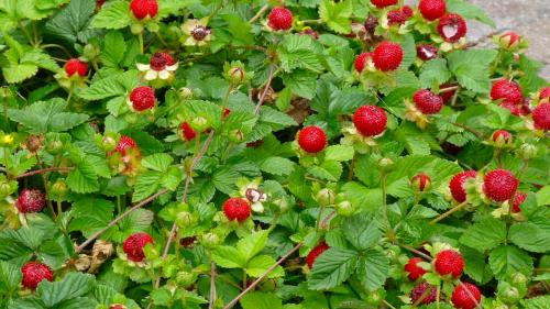 Неприхотливые растения для дачи. 40 Самых неприхотливых растений для сада 28