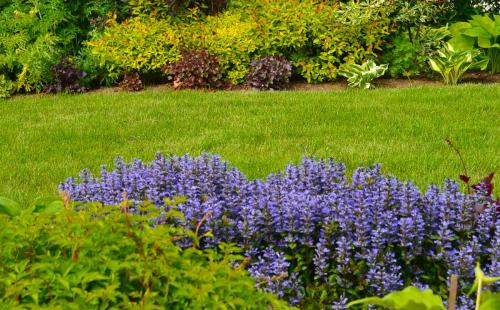 Неприхотливые растения для дачи. 40 Самых неприхотливых растений для сада 25