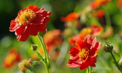 Низкорослые долгоцветущие многолетники. Долгоцветущие низкорослые многолетники