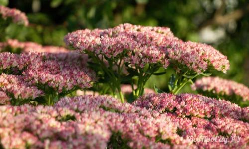 Низкорослые долгоцветущие многолетники. Долгоцветущие низкорослые многолетники