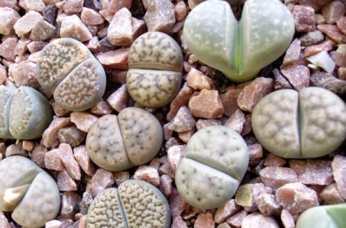 Самые неприхотливые цветы для квартиры. Комнатные суккуленты