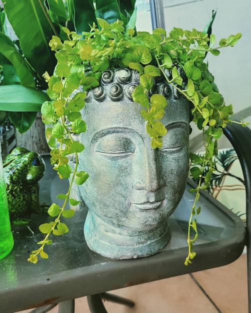 Неприхотливые растения для дачи. 40 Самых неприхотливых растений для сада 03