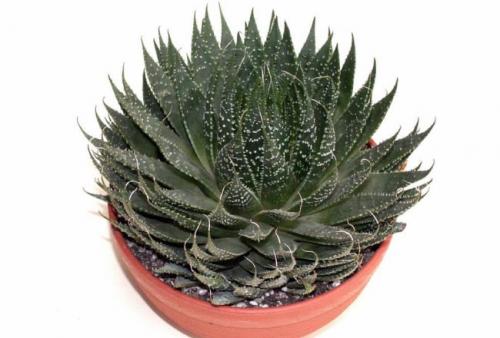 Самые неприхотливые цветы для квартиры. Комнатные суккуленты