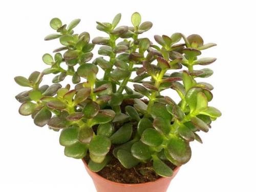 Самые неприхотливые цветы для квартиры. Комнатные суккуленты