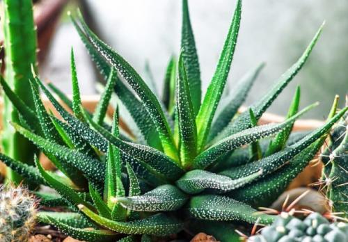 Самые неприхотливые цветы для квартиры. Комнатные суккуленты