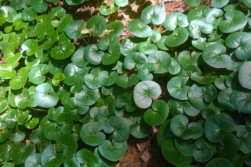 Неприхотливые растения для дачи. 40 Самых неприхотливых растений для сада 30