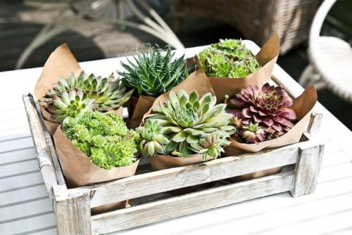 Самые неприхотливые цветы для квартиры. Комнатные суккуленты