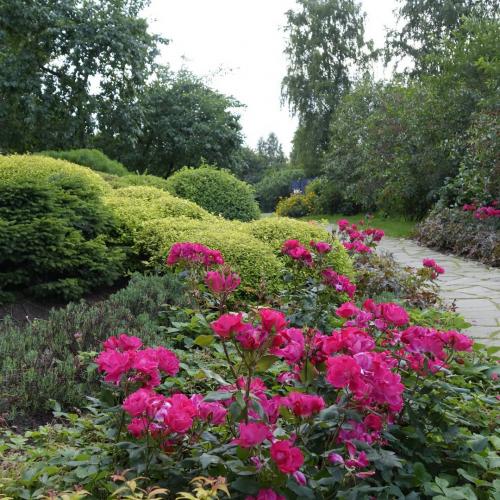 Неприхотливые растения для дачи. 40 Самых неприхотливых растений для сада 08