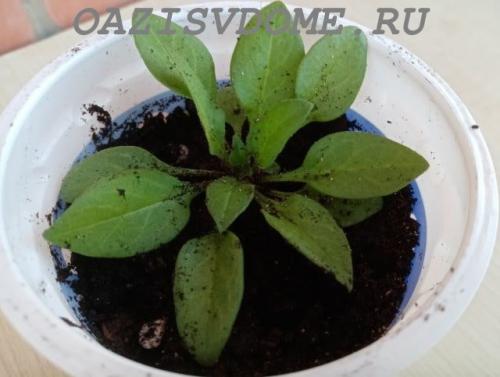 Петуния Суперкаскадная F1. Выращивание крупноцветковой Суперкаскадной петунии F1 из семян пошагово с фото