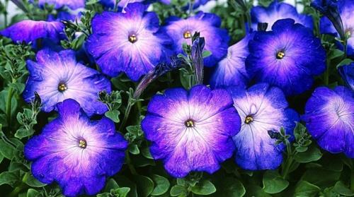 Петуния Суперкаскадная синяя. Сорта и выращивание синих и голубых петуний