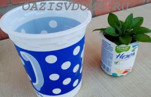 Петуния Суперкаскадная F1. Выращивание крупноцветковой Суперкаскадной петунии F1 из семян пошагово с фото