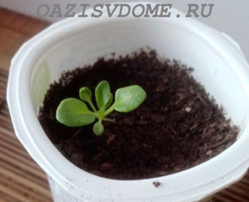 Петуния Суперкаскадная F1. Выращивание крупноцветковой Суперкаскадной петунии F1 из семян пошагово с фото