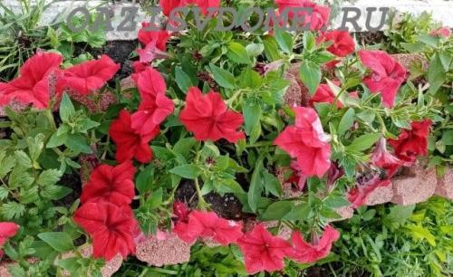 Петуния Суперкаскадная F1. Выращивание крупноцветковой Суперкаскадной петунии F1 из семян пошагово с фото
