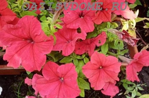 Петуния Суперкаскадная F1. Выращивание крупноцветковой Суперкаскадной петунии F1 из семян пошагово с фото