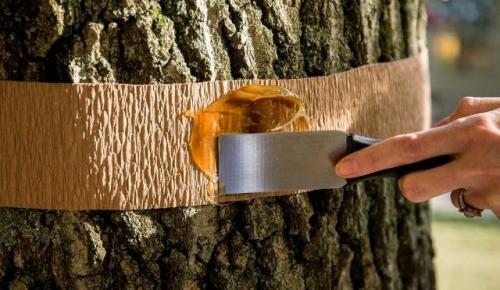 Календарь ухода за садом. Лунный календарь работ в саду и огороде на январь 2023 года 05