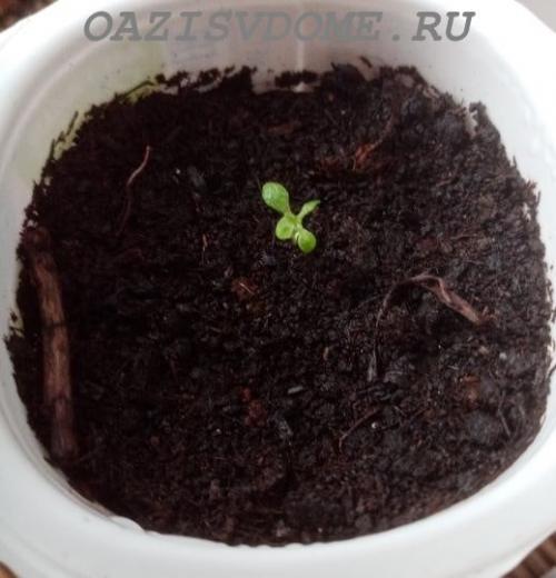 Петуния Суперкаскадная F1. Выращивание крупноцветковой Суперкаскадной петунии F1 из семян пошагово с фото