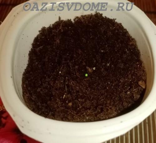 Петуния Суперкаскадная F1. Выращивание крупноцветковой Суперкаскадной петунии F1 из семян пошагово с фото