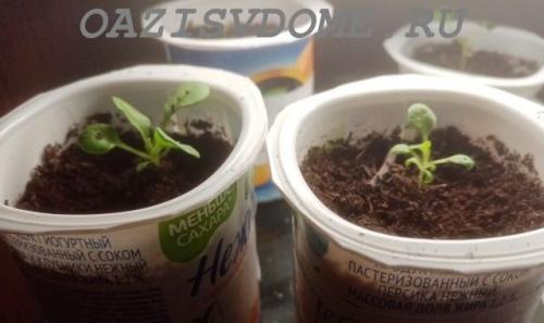 Петуния Суперкаскадная F1. Выращивание крупноцветковой Суперкаскадной петунии F1 из семян пошагово с фото