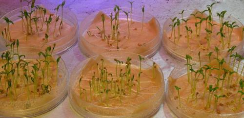 Топ-10 самых легких в выращивании овощей 13 Топ-10 самых легких в выращивании овощей 13