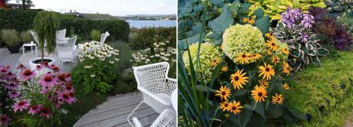 Какие цветы посадить на даче многолетние. Многолетние цветы для дачи