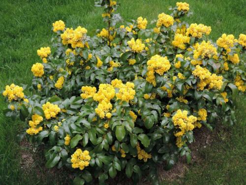 Кустарники: виды и названия. Декоративные кустарники для дачи и сада (30 фото) — каталог с названиями и описанием