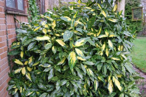 Кустарники: виды и названия. Декоративные кустарники для дачи и сада (30 фото) — каталог с названиями и описанием