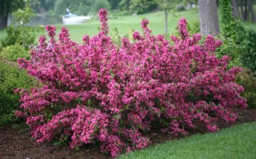 Цветущие кустарники для дачи. Цветущие 06