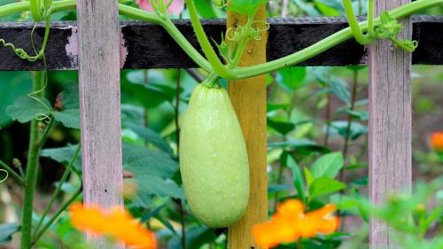 Какие овощи быстро растут. Что посадить в огороде: 8 самых быстрорастущих овощей