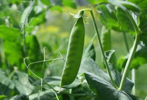 Какие овощи легче всего вырастить. 6 самых лёгких в выращивании овощей