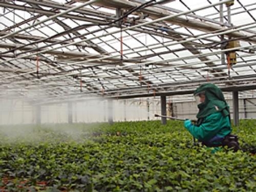 Какие овощи выращивать на даче выгодно. Цветы 10